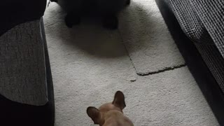 French bulldog scared to pass hoover