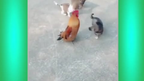 Dog with Hen Fight Fanny fight with dog