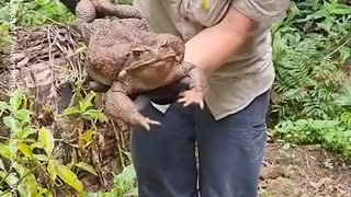 Is This the BIGGEST TOAD You_ve Ever Seen