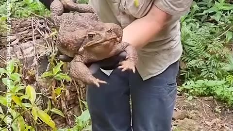 Is This the BIGGEST TOAD You_ve Ever Seen