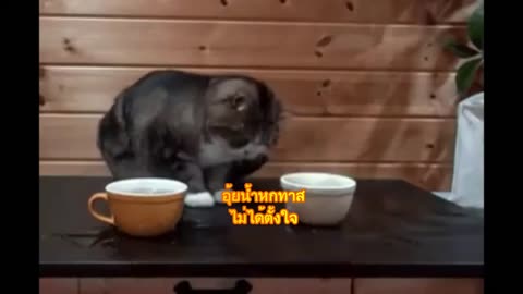 Cutest Adorable cat VS Cup cute scene