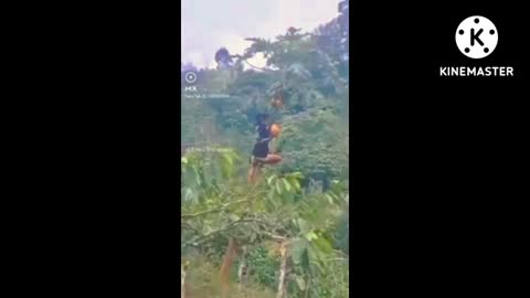 Funny video clips of man and monkey