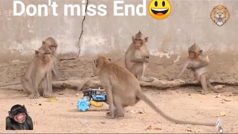 Funniest monkeys