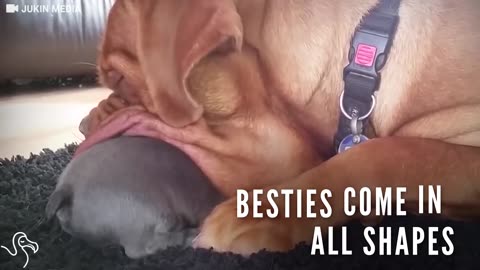 Giant Dog Falls In Love With Tiny Puppy