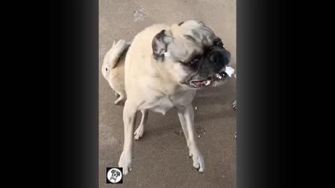 PUG FUNNY MOMENTS -cute dog vídeo | PETS FUNNY