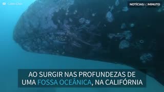 Baleia gigante surpreende mergulhadores em fossa oceânica