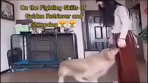 Street of fighter(dog)