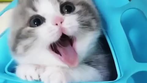 Funny cat so cute