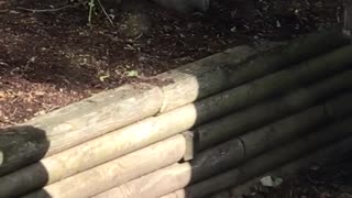 Squirrel in backyard rolls around in dirt