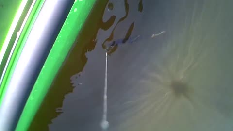 Under Water Video of Perch chasing Venus Royal Mermaid fishing lure