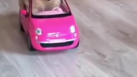 Cute Dog driving car