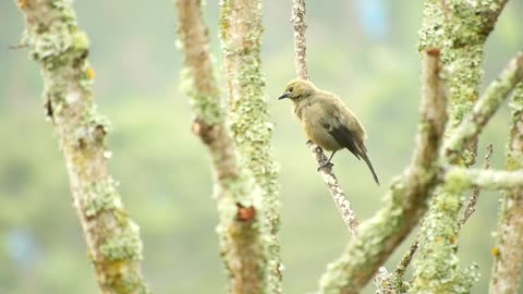 Nature And Wildlife Video – Bird and animal is beautiful creature on our planet