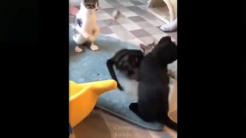 funny cat dog try to don't laugh