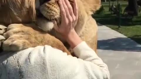 Lions hugging a woman video