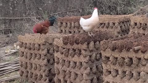 Village area hen playing with partner.