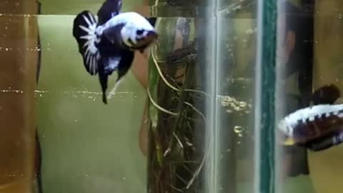 Beautiful fighter fish black samurai Betta fish...🐠🐟