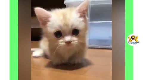 TOP 10 Cute Kittens Doing Funny Things July 2019