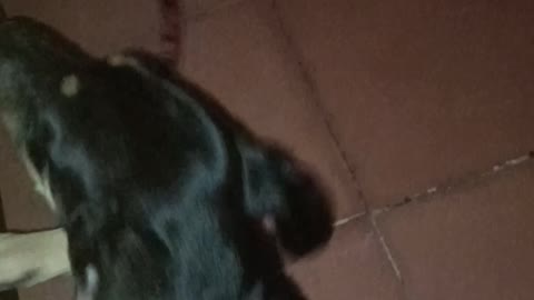 Unos perros muy hermosa en un bar de mi casa