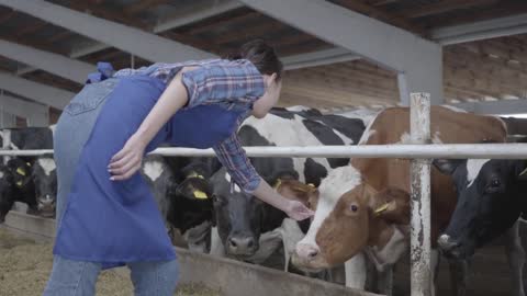 Young positive female farmer worker on the cow farm feeding the cows