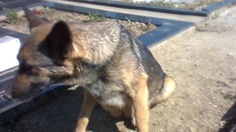 People Said This Dog Was Guarding Her Owner’s Grave, But One Rescuer Uncovered A Stunning Secret