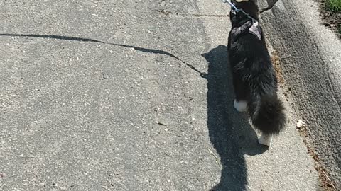 Cute cat goes for walk with dog