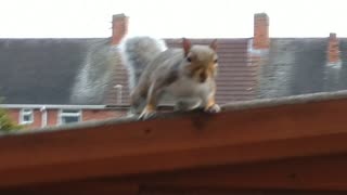 Squirrel Ready To Attack!