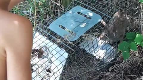 Rabbit caught in live trap released