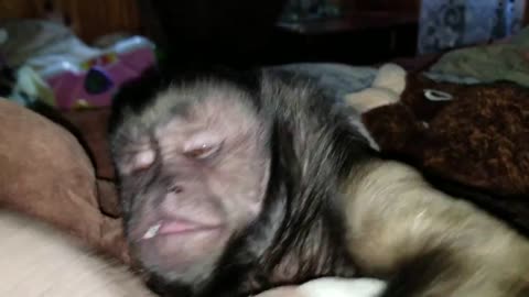 Lazy Monkey Refuses To Get Out Of Bed