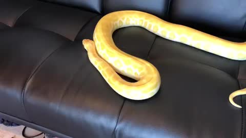 Beautiful yellow snake