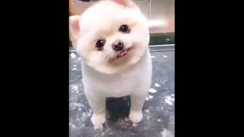 Cute Lovable Puppy