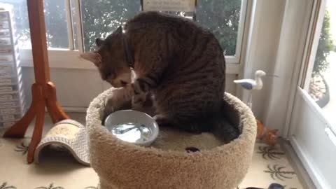 The cat drinks water in a cup, looking very interesting.