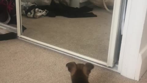 Puppy plays with reflection in the mirror