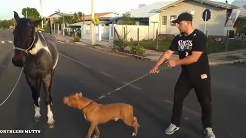 Idiot introduces his dog to a friends horse