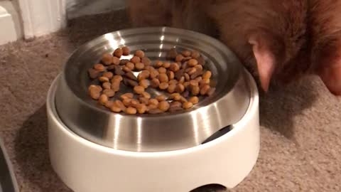 Senior Catizen Sammy Enjoying His Nom Noms!