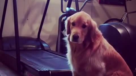 Golden Retriever sticking to fitness