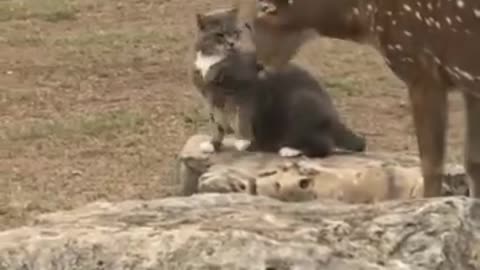 Cat Slaps Rescued Deer When It Gets Too Close