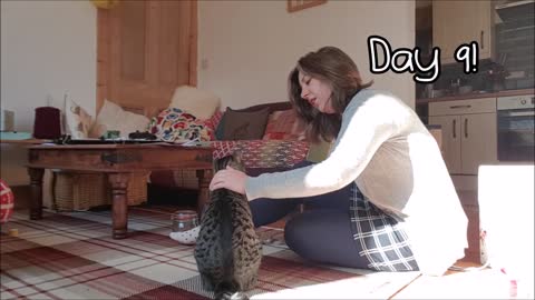 Training a Cat to Give A Paw in Nine Days