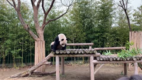 Cute animal panda eating a tree