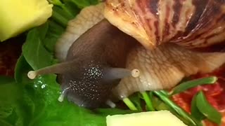 African snails