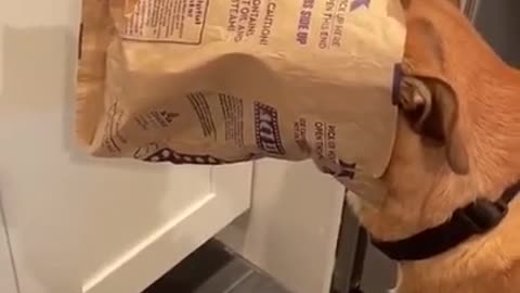 Cute Dog Get's His Head Stock In Bag Of Popcorn😄