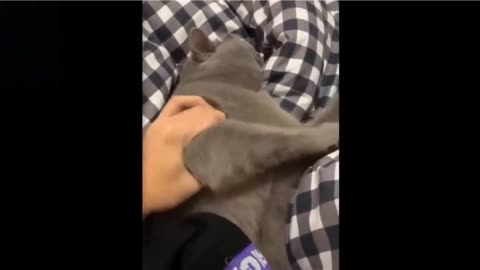 Cat Dies After Sniffing The Sock