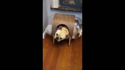 Dog funny mument video clip