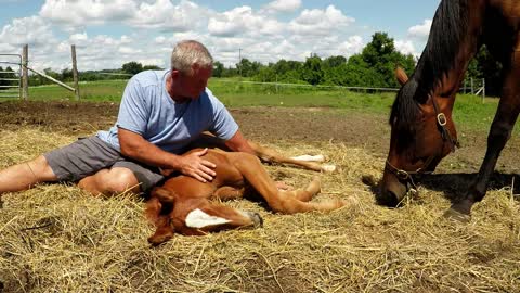 Nothing is as Cute as a Newborn Horse who Wants to Cuddle