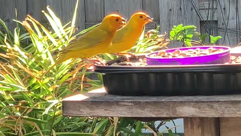 # Back Yard Birds Hawai’i