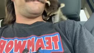 Rambunctious Raccoon