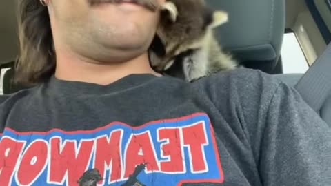 Rambunctious Raccoon