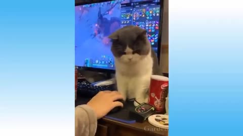 Cat and Funny Animal Compilation cute pets (animals video) [cute pets doing funny things]