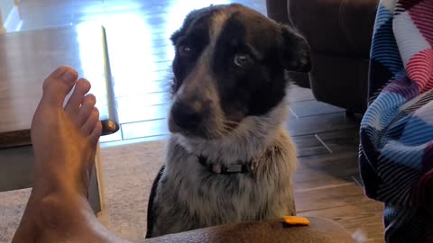 Dog has to wait for cracker