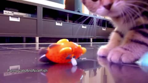 Cute or Annoying? Funny Cat Chasing a Toy Fish Multiple Times