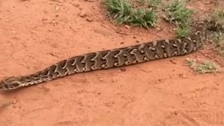 A snake walks on The Road with A prey in it.